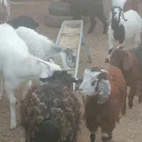 فروش بز غاله نر وماده|حیوانات مزرعه|کرمان, |دیوار