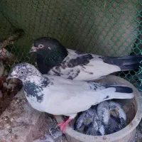 کفتر کله دم سبز با جوجه