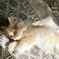 گربه|گربه|بانه, |دیوار
