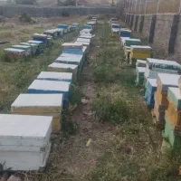 زنبور عسل