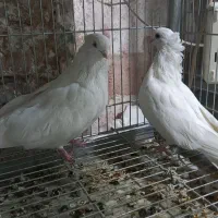 کبوتر تهرانی|پرنده|خمینیشهر, |دیوار