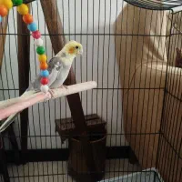 جوجه عروس هلندی 3ماهه دونه خوردستی زیبا