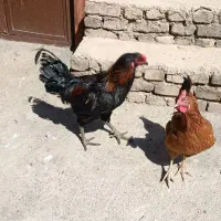 خروس و مرغ معاوضه با زنبور