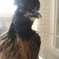 جوجه مرغ نژاد سلطان رنگ سیاه|حیوانات مزرعه|جم, |دیوار