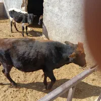 گوساله محلی برای پروار درجه یک|حیوانات مزرعه|کوهدشت, |دیوار