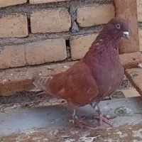 کفتر شکار نر سرخ و ماده لکدوش|پرنده|حمیدیا, |دیوار