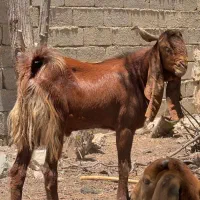پازن جوان