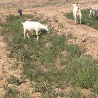 معاوضه بز بهمراه بزغاله سانن با  میش همراه بره