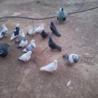 فروش|پرنده|کنگاور, |دیوار