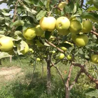 فروش سیب سبز روی درخت
