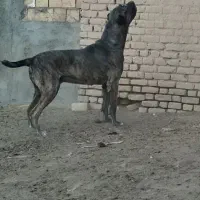 خراسانیگلهایونگهبان