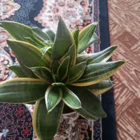 گل‌های خوشگل و سرحال با گلدانش فروشی