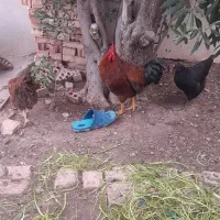 فروش خروس محلی