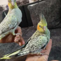 جوجه عروس یک ماهه دستی|پرنده|آستانه اشرفیه, |دیوار