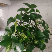 گلهای طبیعی