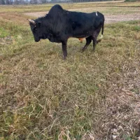 گاو نر ورزا