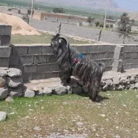 دوبر گله داری