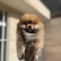 پامرانین خرسی دختر