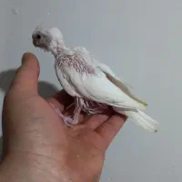 جوجه البینیو ولوتینیو زعفرانی|پرنده|شاهرود, |دیوار