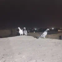 کفتر|پرنده|مشهد, توس (بلوار توس)|دیوار