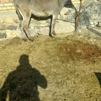 خر جوان گله ای