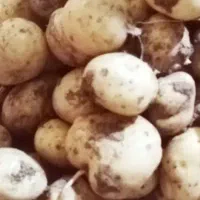 سیب زمینی سانته