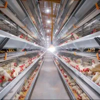 تخم مرغ مستقیم از مرغداری