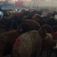 همه رقم گوشت قربانی است