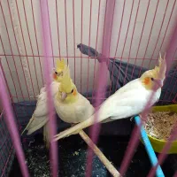 جوجه عروس هلندی