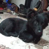 حیوان آشپیز تریرتربیت شده وحرف گوش کن