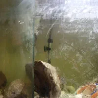 آکواریوم همراه ماهی