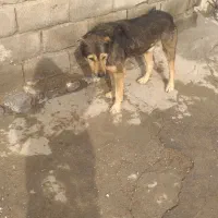 سگ گله|سگ|بیجار, |دیوار