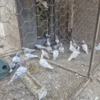 ۲۳ تا پرشی ی بوم