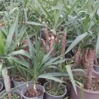 یوکا بنسای|گل و گیاه طبیعی|لاهیجان, آهندان|دیوار