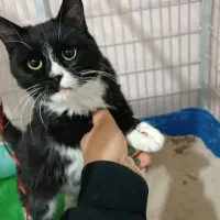 گربه مهربون و بغلی