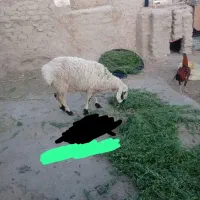 میش آپستن دو قلو و سه قلو