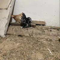 مرغ کوشین|حیوانات مزرعه|لنگرود, |دیوار