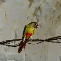 پرنده|پرنده|بیرجند, |دیوار