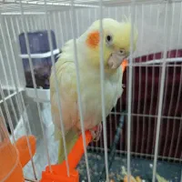 یک جفت عروس هلندی سالم