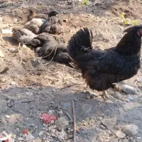 اردک ها و جوجه ها و خروس و مرغ ها|حیوانات مزرعه|چالوس, |دیوار