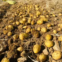 فروش سیب زمینی بذری و خوراک