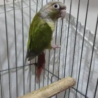 عروس گرینچیک مرغ عشق انگلیسی