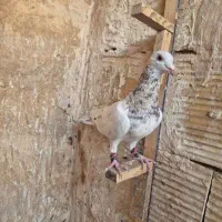 کبوتر سرور هفت رنگ پلاکی|پرنده|قرچک, ولی آباد|دیوار