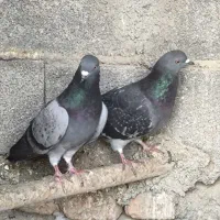 کفتر پرشی|پرنده|گمیشان, |دیوار