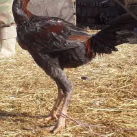 مرغ خروس لاری|حیوانات مزرعه|تربت جام, معدآباد|دیوار