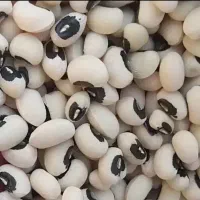 5 تن لوبیا چشم بلبلی