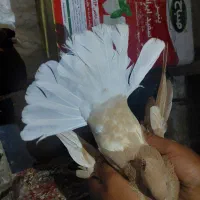 کفتر|پرنده|نیشابور, دربقاضی|دیوار