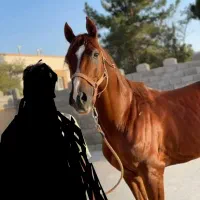 اسب عرب کورسی|اسب و تجهیزات اسب‌سواری|تربت‌حیدریه, شهرک ولیعصر|دیوار