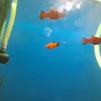 اکواریم|ماهی|دهدشت, |دیوار