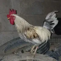 مرغ وخروس عربی